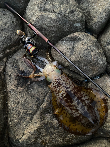 アオリイカの釣果