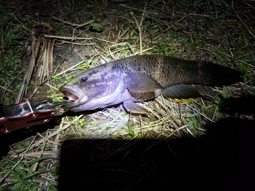 ホシマダラハゼの釣果