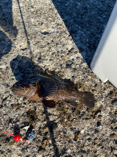 ムラソイの釣果