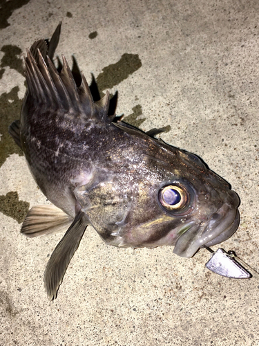 クロソイの釣果