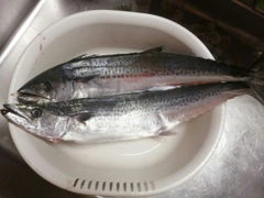 サゴシの釣果