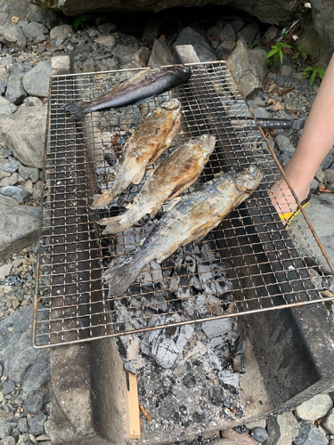 ニジマスの釣果