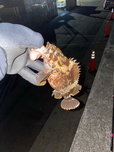 タケノコメバルの釣果