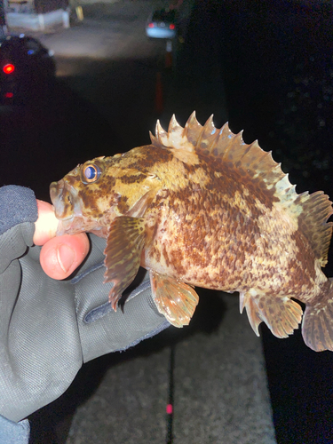 タケノコメバルの釣果