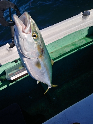 イナダの釣果