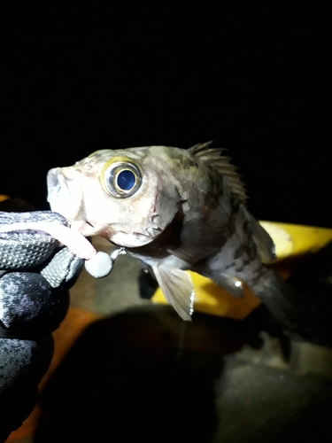 メバルの釣果