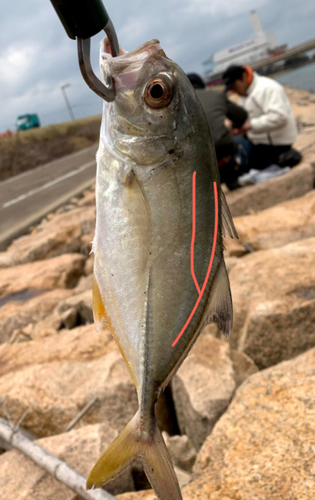 メッキの釣果