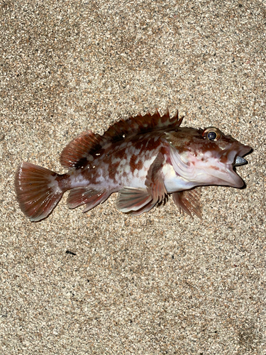 ガシラの釣果