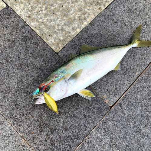 ツバスの釣果