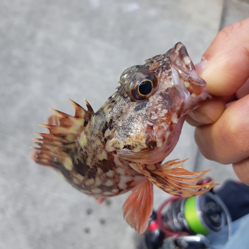 カサゴの釣果