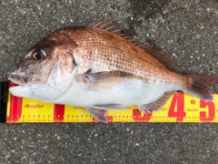 マダイの釣果