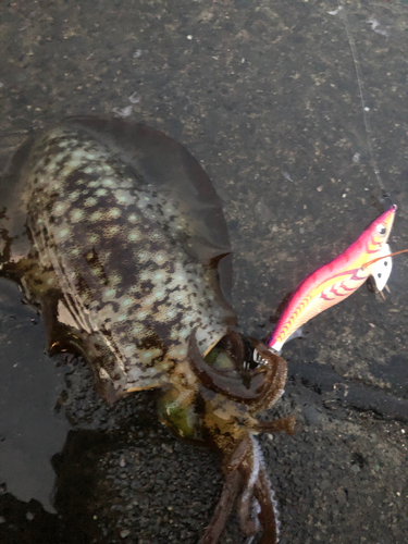 アオリイカの釣果