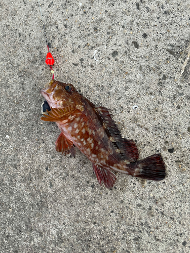 カサゴの釣果