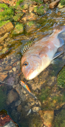 マダイの釣果