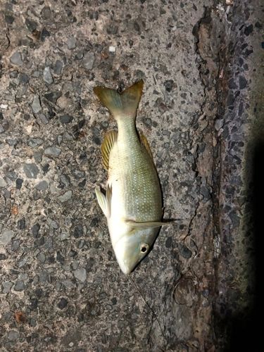 ハマフエフキの釣果