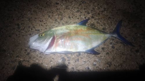 カスミアジの釣果