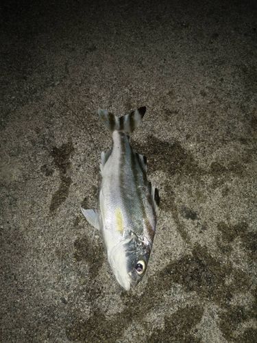 コトヒキ