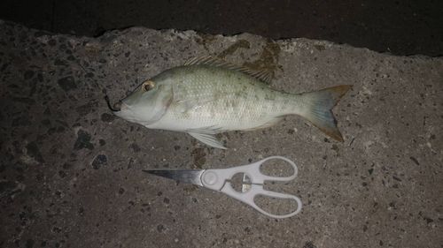 ハマフエフキの釣果