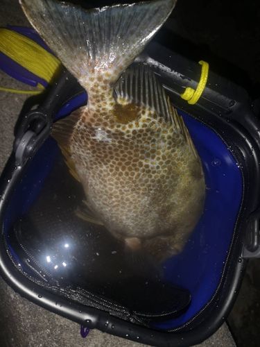 ゴマアイゴの釣果