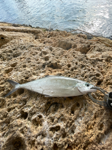 イケカツオの釣果