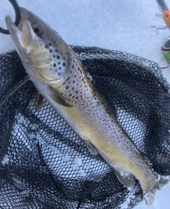 ブラウントラウトの釣果