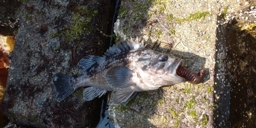 クロソイの釣果