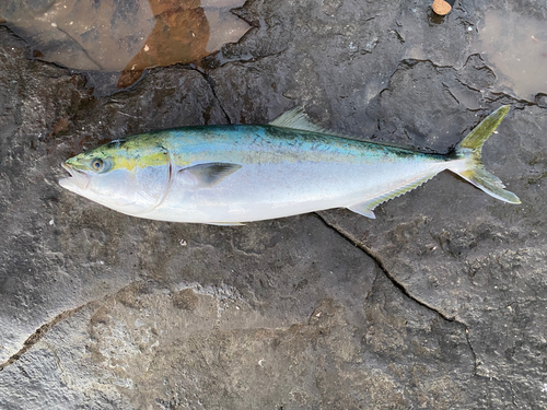 ワラサの釣果