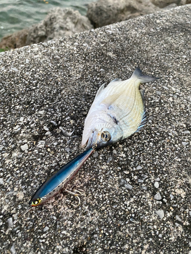 ミナミクロダイの釣果