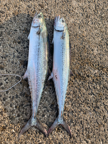 サゴシの釣果