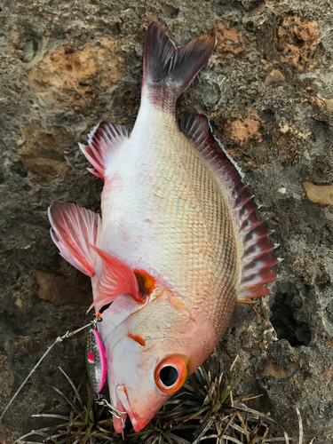 ヒメフエダイの釣果