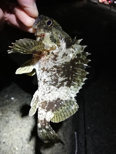 ムラソイの釣果