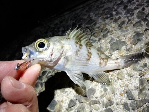 メバルの釣果