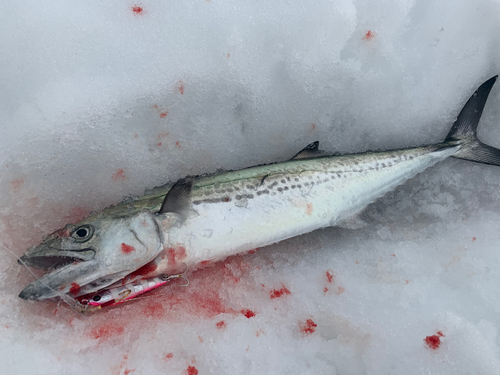 サゴシの釣果