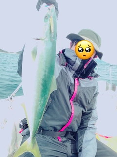ワラサの釣果