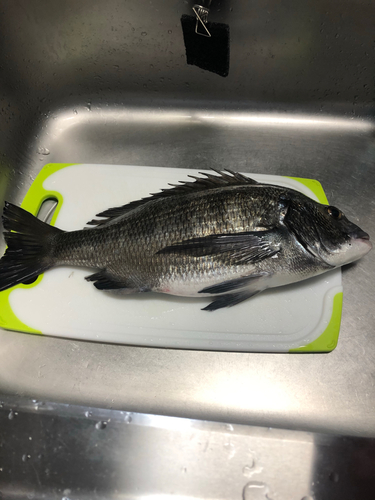 クロダイの釣果