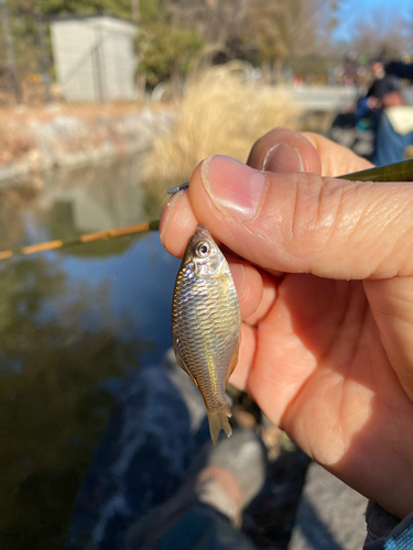 タナゴの釣果