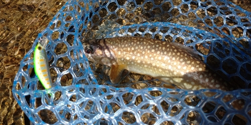 イワナの釣果