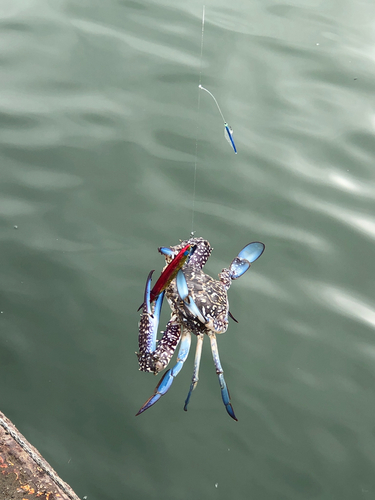 タイワンガザミの釣果