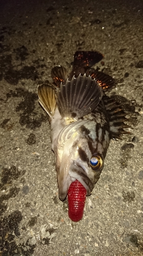 クロソイの釣果