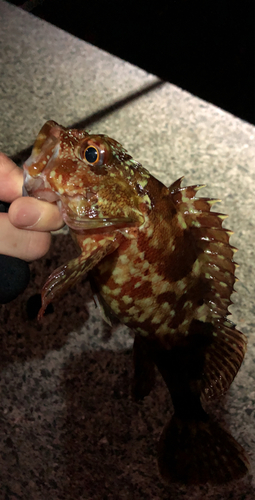 アラカブの釣果