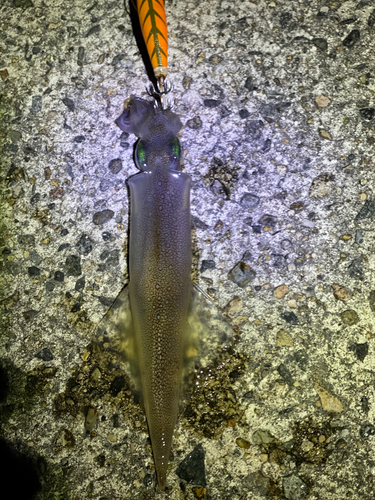 ヤリイカの釣果