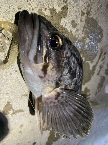 クロソイの釣果