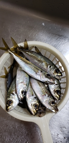 アジの釣果