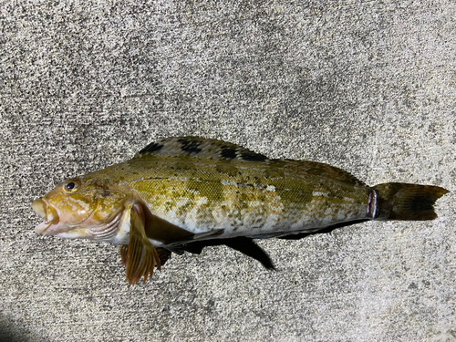 アイナメの釣果