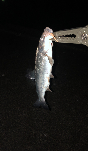 マルタウグイの釣果