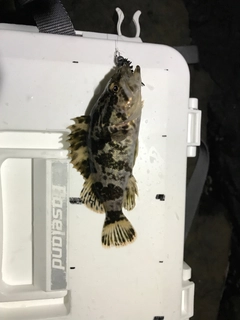 タケノコメバルの釣果