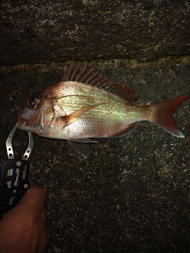 タイの釣果