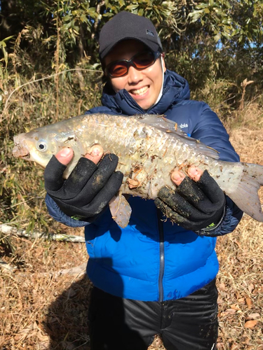 フナの釣果