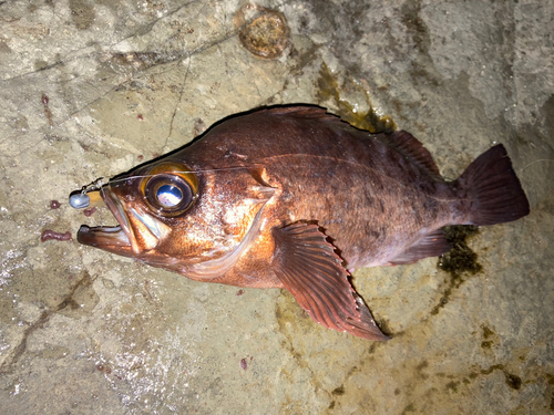 メバルの釣果