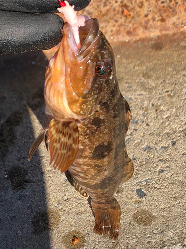 アイナメの釣果